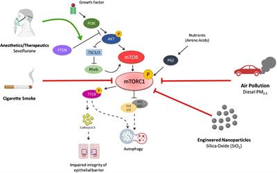 Inhalation exposure-induced toxicity and disease mediated via mTOR dysregulation